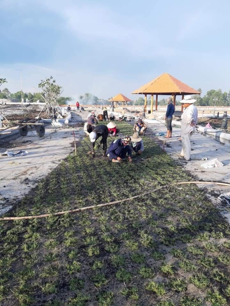 Dịch vụ trồng và chăm sóc thảm cỏ - Cây Xanh An Khang - Công Ty TNHH Dịch Vụ Và Kỹ Thuật An Khang
